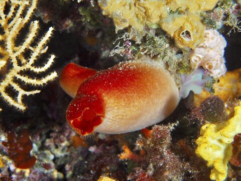 Red sea silk (Halocynthia papillosa) surrounded by corals and colorful underwater vegetation in the Mediterranean near Hy&egrave;res, Giens peninsula diving site, Porquerolles, Provence, C&ocirc;te d'Azur, France