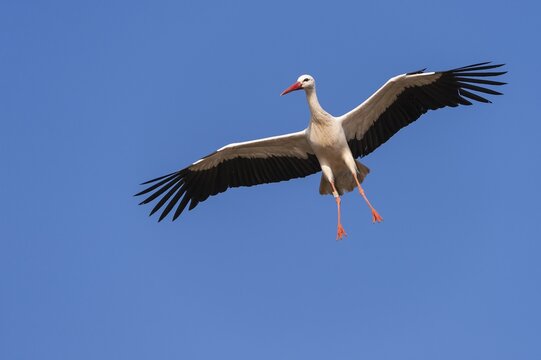 Flying (Ciconia ciconia) in front of blue sky, Oldenburger M&uuml;nsterland, Vechta, Lower Saxony, Germany