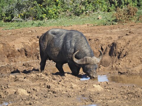 African buffalo (Syncerus caffer) drinking at a waterhole in Addo Elephant National Park, South Africa