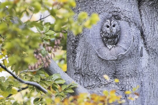 Tawny owl (Strix aluco) in front of its burrow, Hesse, Germany