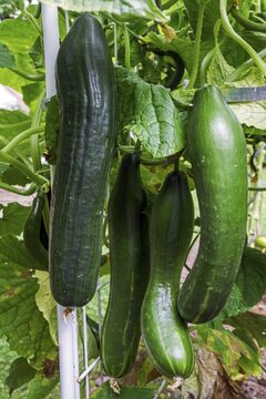 Cucumber, salad cucumber, Snake cucumber (Cucumis sativus) on cucumber plant, Baden-W&uuml;rttemberg, Germany