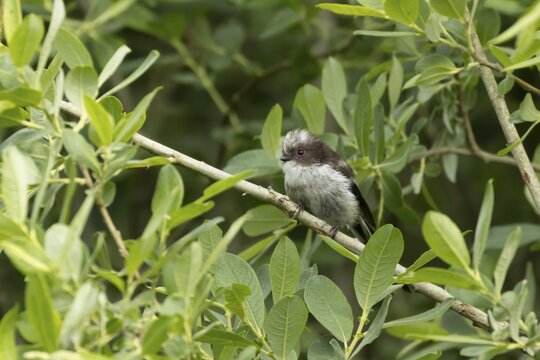 Long tailed tit (Aegithalos caudatus) juvenile bird on a tree branch, England, United Kingdom