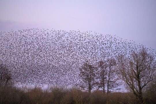 A flock of starlings (Sturnus vulgaris) forms impressive patterns in front of a colourful sky at sunset, D&uuml;mmer nature park Park, Lower Saxony, Germany