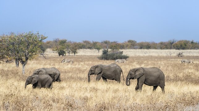 African Elephants (Loxodonta africana), herd moving through the dry grass, Etosha National Park, Namibia