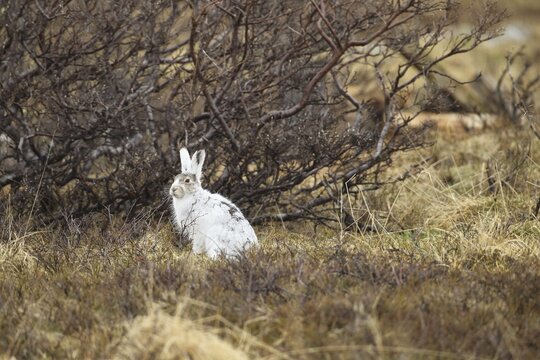 Mountain hare (Lepus timidus) in white winter fur in the tundra, Lapland, Northern Norway, Norway, Scandinavia