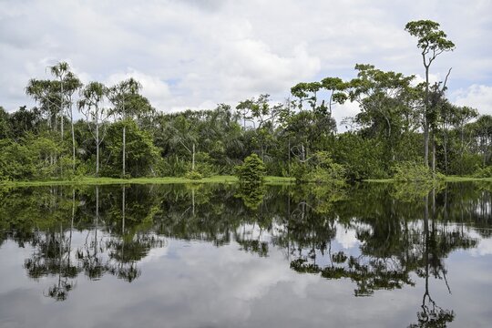 Waterscape on the Akaka River, Loango National Park, Parc National de Loango, Ogoou&eacute;-Maritime Province, Gabon