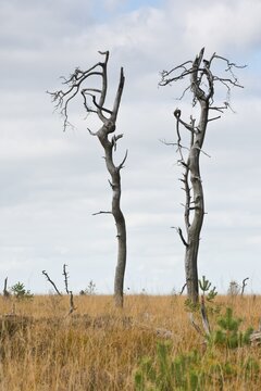 Dead scots pine (Pinus sylvestris) in the moor, High Fens, Belgium