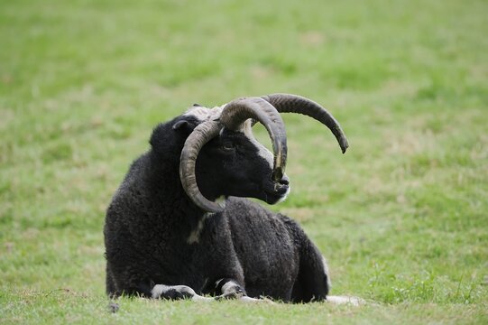 Jacob sheep (Ovis ammon f. aries), ram, Lower Saxony Germany