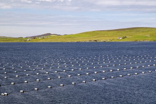 Regular arrangement of buoys on calm sea, surrounded by green coastal landscape, mussel farms, Mainland, Shetland Islands, Scotland, United Kingdom