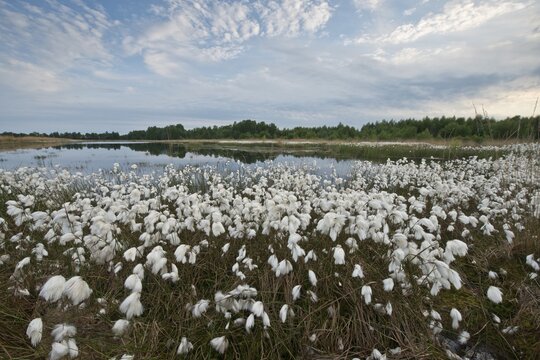 Common cottongrass (Eriophorum angustifolium) in a bog, Emsland, Lower Saxony, Germany