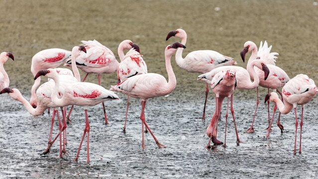 Greater flamingo (Phoenicopterus roseus), Namibia