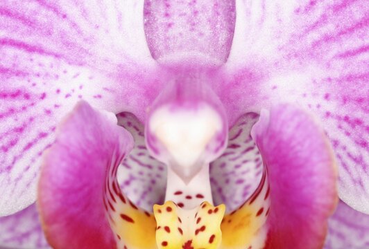 Close-up of a blossom