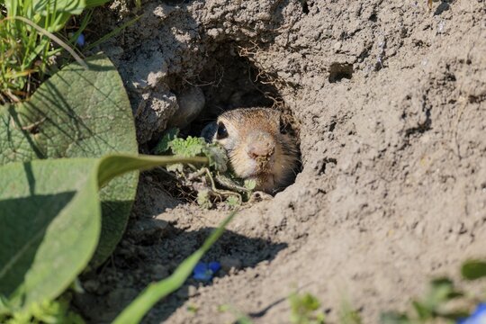 A fully grown ground squirrel (Spermophilus citellus) lies at the entrance to its burrow on a sunny day, peering out. Austria