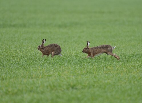 European hare (Lepus europaeus) running on a grain field, wildlife, Thuringia, Germany