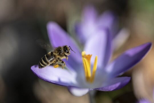 Honey bee (Apis mellifera) on elfin crocus (Crocus tommasinianus), Emsland, Lower Saxony, Germany