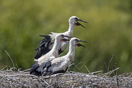 White Stork (Ciconia ciconia), young birds, Germany