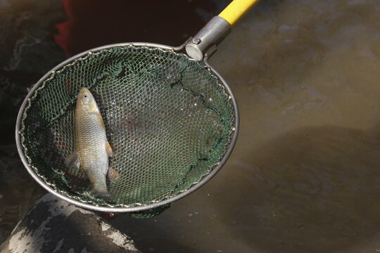 Fishing with current, stunned white fish in landing net, Stadtbach Mindelheim, Allg&auml;u, Bavaria, Germany, Allg&auml;u, Bavaria, Germany