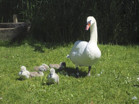 A swan, Mute Swan (Cygnus olor), with chicks on a green meadow. Lake Hallwil, Canton Aargau, Switzerland