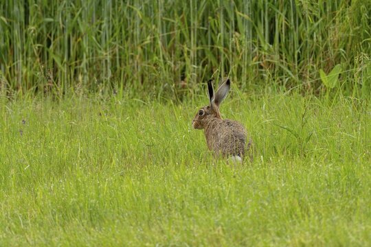 European hare (Lepus europaeus), Vulkaneifel, Rhineland-Palatinate, Germany