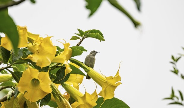 Olive-bellied Sunbird (Cinnyris chloropygius), female sitting on a yellow flower, Mgahinga Gorilla National Park, Western Region, Uganda