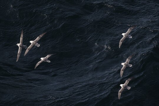 Northern fulmars (Fulmarus glacialis) in flight, North Sea