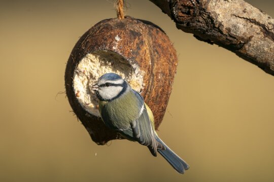 Blue tit (Cyanistes caeruleus), hanging from a winter feeder, Germany