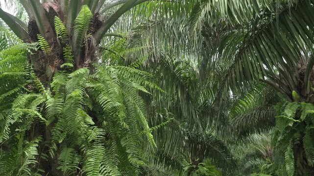 Oil palm plantation with pruned fronds piled up on the ground between the rows of trees, and the area overgrown with weeds.