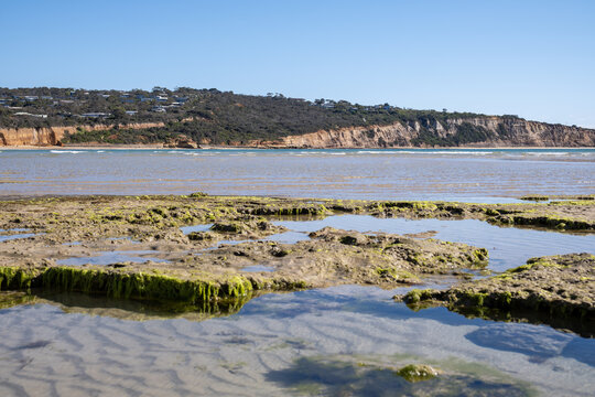 View from the exposed rock platforms and tidal pools covered in green algae at low tide along the coast of Anglesea, Victoria, Australia, with beach flats, distant coastal cliffs and houses.