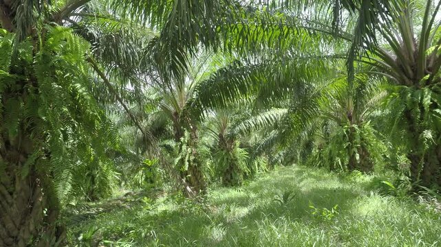 Oil palm plantation with pruned fronds piled up on the ground between the rows of trees, and the area overgrown with weeds.