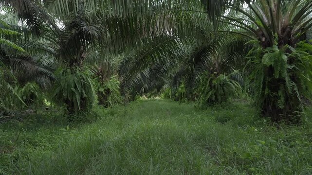Oil palm plantation with pruned fronds piled up on the ground between the rows of trees, and the area overgrown with weeds.