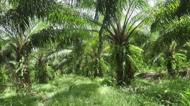 Oil palm plantation with pruned fronds piled up on the ground between the rows of trees, and the area overgrown with weeds.