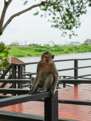 A monkey sits calmly on a wooden railing overlooking a river and distant greenery. © Suphattra