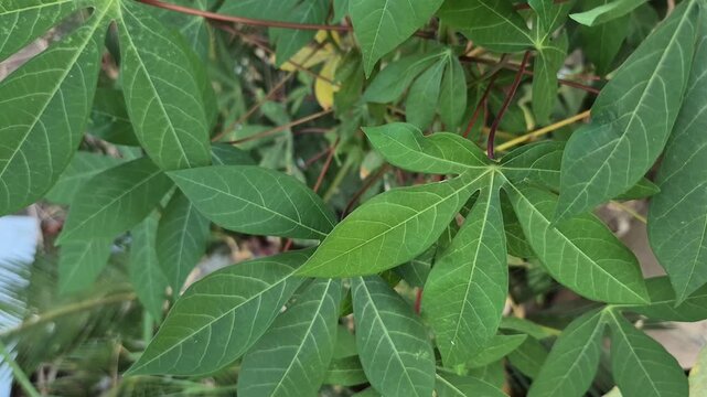 ​Close up of green cassava leaves on the plant in the garden