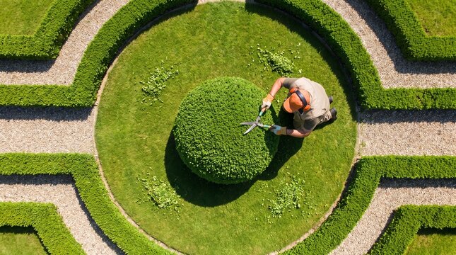Gardener trimming spherical bush with hedge shears, top-down aerial view of formal garden with geometric hedges, landscaping work outdoors in daylight, professional gardening and landscape design