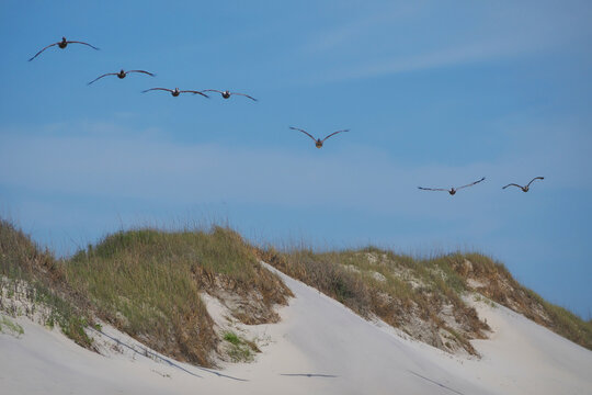 Brown pelicans glide above sandy dunes under clear blue skies. Grass sways atop soft, sunlit sand ridges. Birds fly in loose formation, unbothered by distance. Scene evokes calm coastal freedom