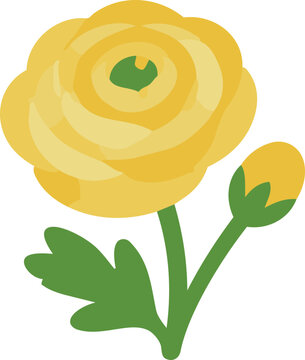 Ranunculus Flower Botanical Vector Illustration for Floral Design