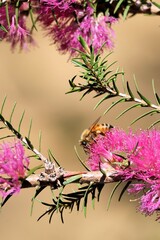 Honey Bee (Apis mellifera) collecting nectar and pollen from honey myrtle flowers © Wattlebird