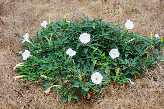 Large sacred datura bush blooming with multiple white trumpet flowers surrounded by dry golden grass in an open wild field.
