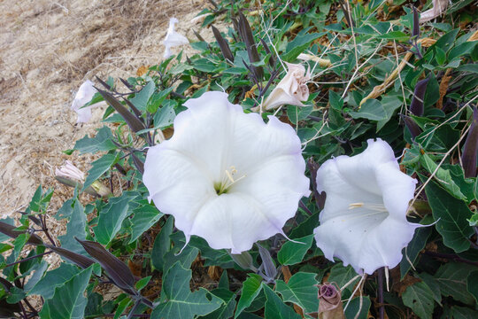 Two sacred datura flowers blooming side by side with large white petals and purple edges against dark green pointed leaves.