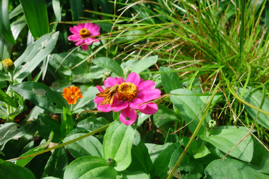 An orange fiery skipper butterfly resting on a bright pink common zinnia flower blooming amidst lush green foliage in garden outdoors, San Diego, California
