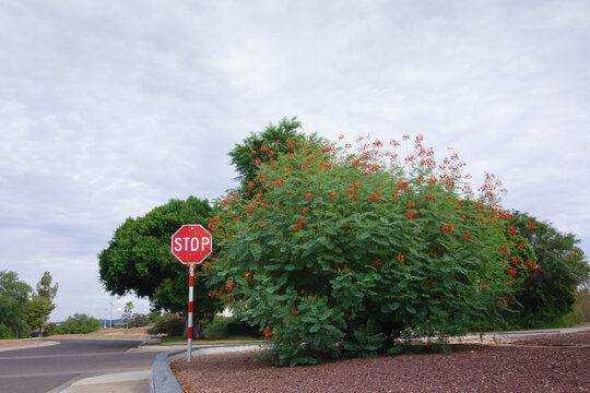 Red Bird of Paradise shrub blooming under a cloudy summer monsoon sky next to a stop sign in Phoenix, AZ
