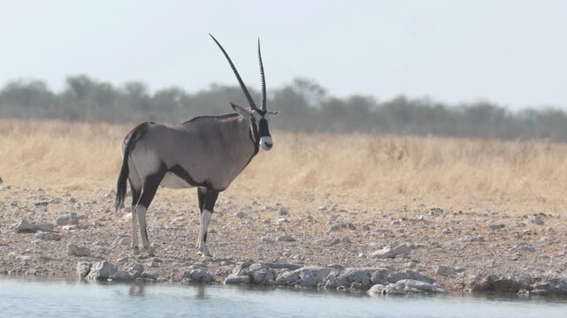 a gemsbok stands beside gemsbokvlatke waterhole at etosha national park in namibia, africa