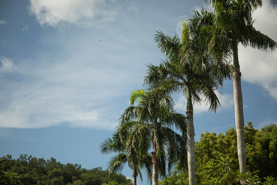 Tall palm trees reach towards a clear sky filled with fluffy clouds