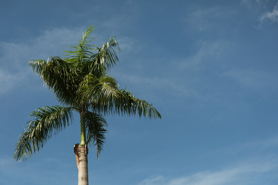 A palm tree stands tall against a bright sunny sky