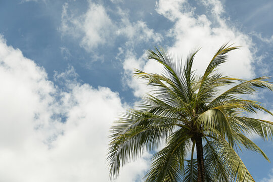 Lush green palm leaves touch the bright blue sky above