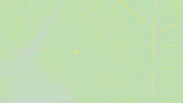 Macro view of green leaf vein structure, botanical pattern