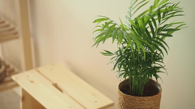 Potted indoor palm plant beside a wooden bench in a room