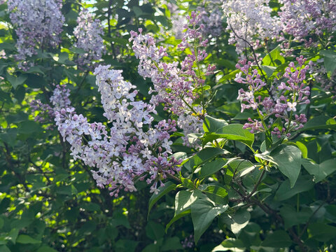 Syringa vulgaris shrub in spring blossom