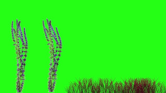 Aquatic Underwater Plants and Grass on Green Screen Chroma Key
