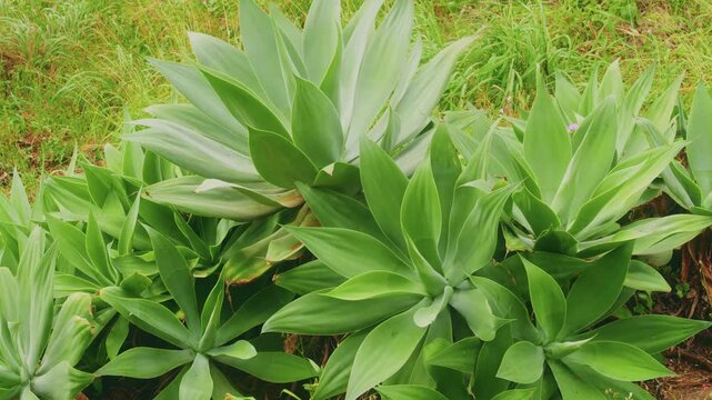 Close-up footage of vibrant, healthy Agave attenuata plants, commonly known as fox tail or lion's tail agave, thriving in the unique, arid environment of the Koko Crater Botanical Garden in Oahu, Hawa